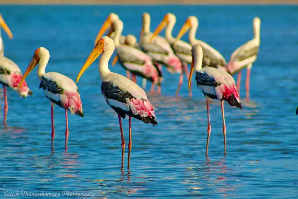 Pulicat Lagoon