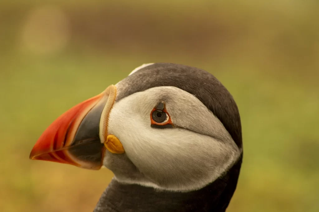 Atlantic puffin resting on Saltee Island with vibrant wildflowers in the background, showcasing its colorful beak and black-and-white plumage.