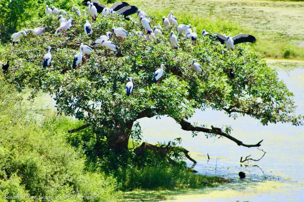 Vedanthangal, Tamilnadu, India