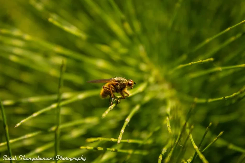 Curraghchase Forest Park , Limerick travel image